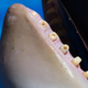 Boreholes drilled into the teeth of a captive killer whale. (Image: University of Otago)